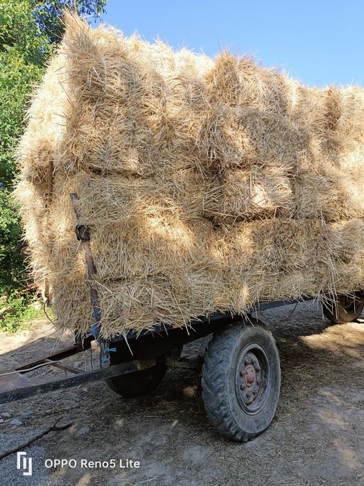 Baloți de paie drepugilar