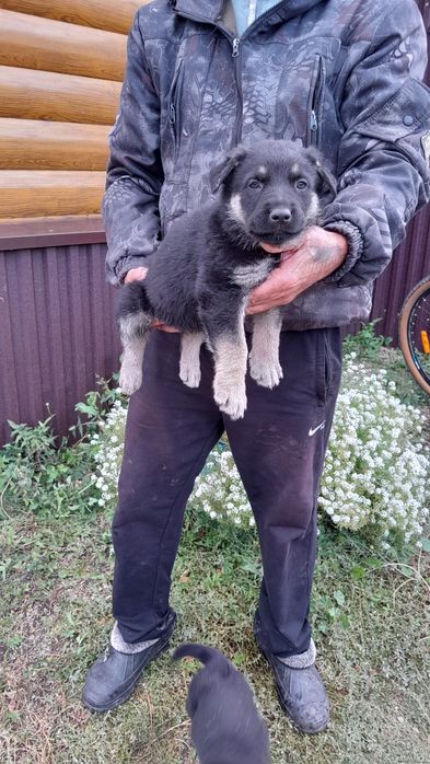 Продам щенков ВЕО