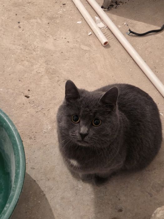 отдам кошку хорошие руки