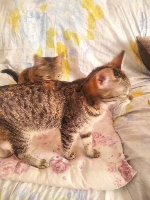 Котята даром, отдам котят даром
