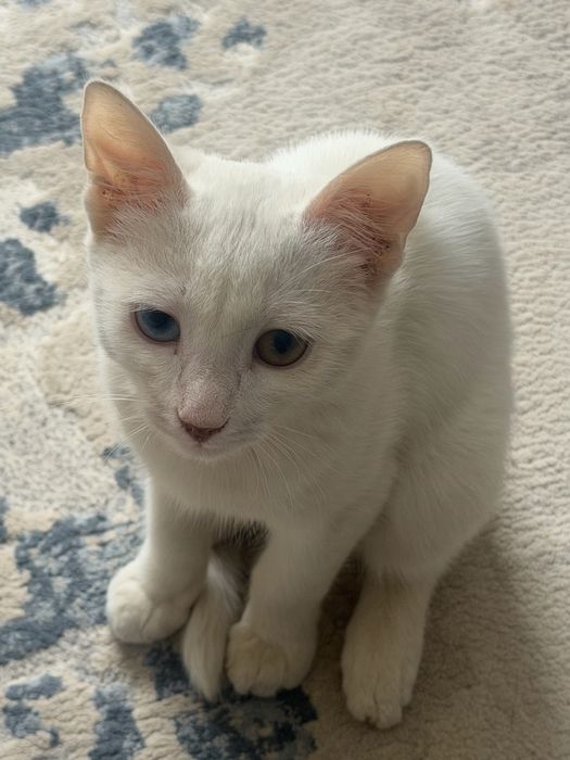 Мысық , котята, мышық, кот