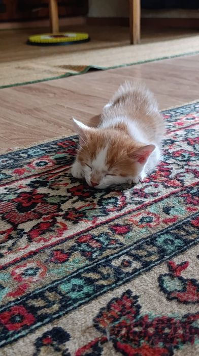 Подарю котёнка, мальчика