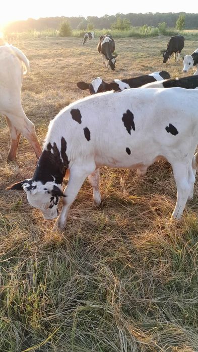 Vând 2 tăurași de 5 luni