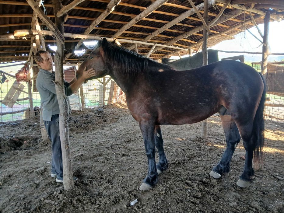Vand armăsar de 2Ami