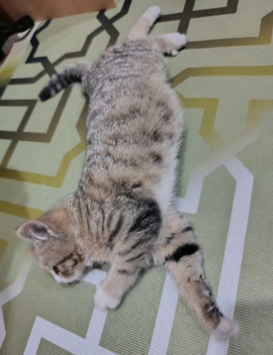 Отдам кошечку мышеловку