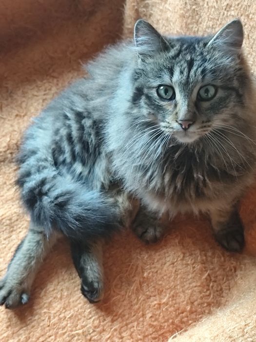 Подарява се котка