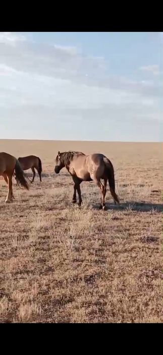 2 Ұйір жылқы сатылады/ табун лошадей . Барлығы 40 бас.