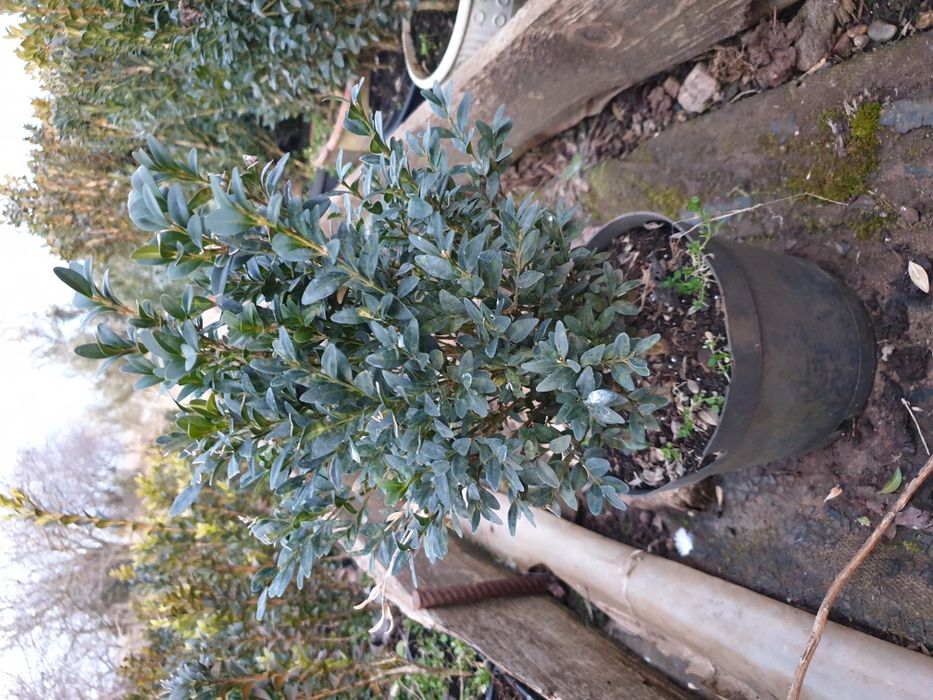 BUXUS pentru gard viu