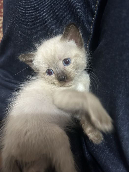 котята, отдам в добрые руки