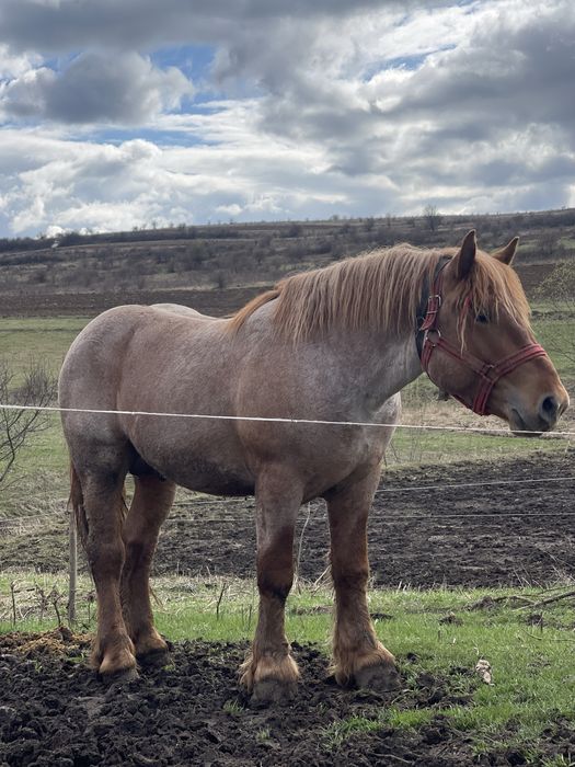 Vand armasar greu si foarte cuminte sau schimb cu oi vaci si utilaje