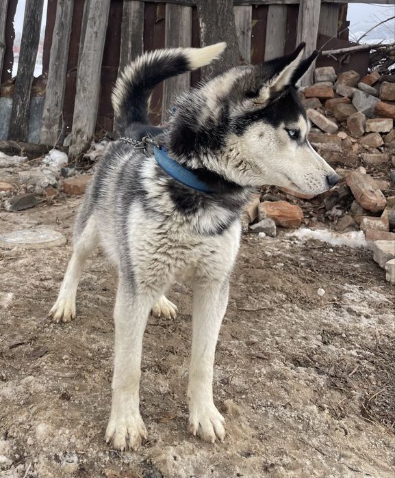 Сибирский Хаски.