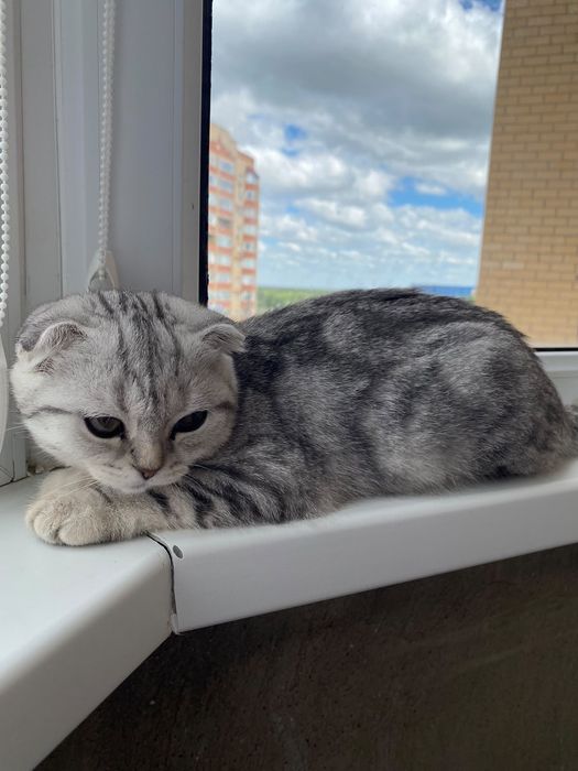Шотландский кошки
