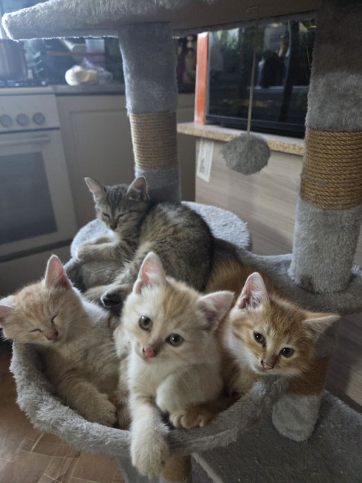 Котята в  добрые руки