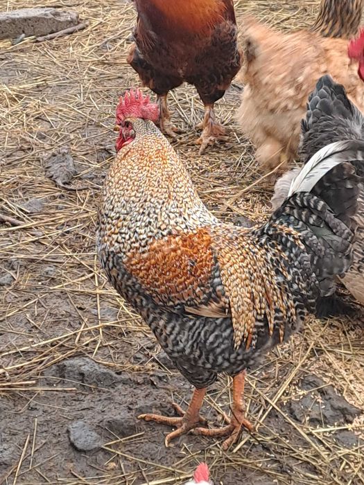 Продавам млади петли