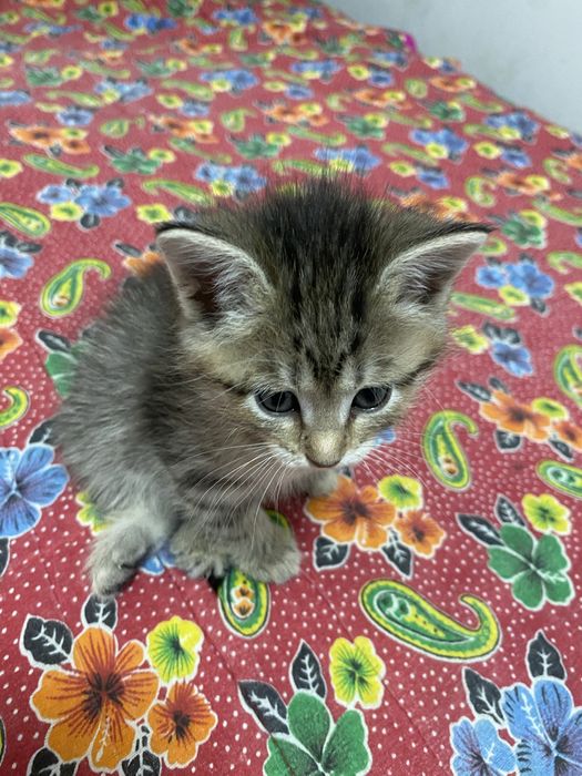 Отдам в добрые руки котят