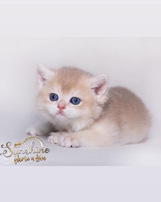 Шиншиллы британские лиловые золотые