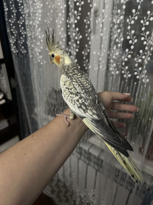 Попугай корелла птенец