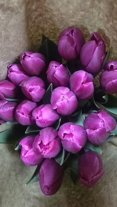Цветы Тюлпаны оптом и розницу