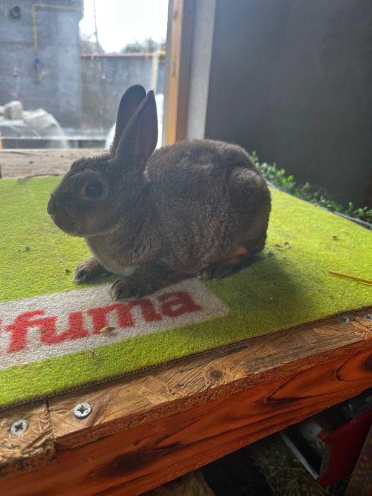 Rex pitic albastru castor