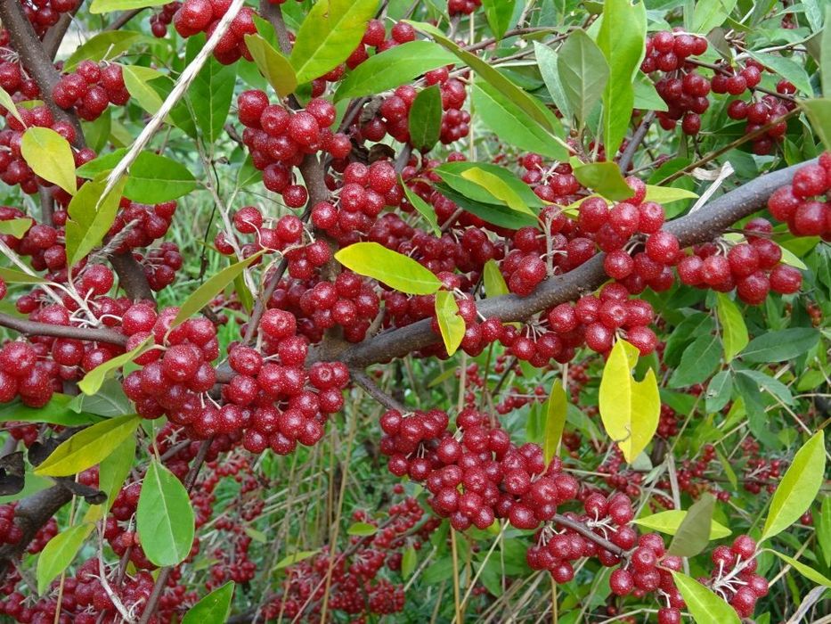 Есенна маслина (Елегнус)
