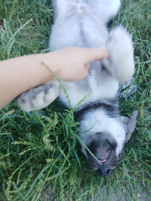 Donație căței metisi