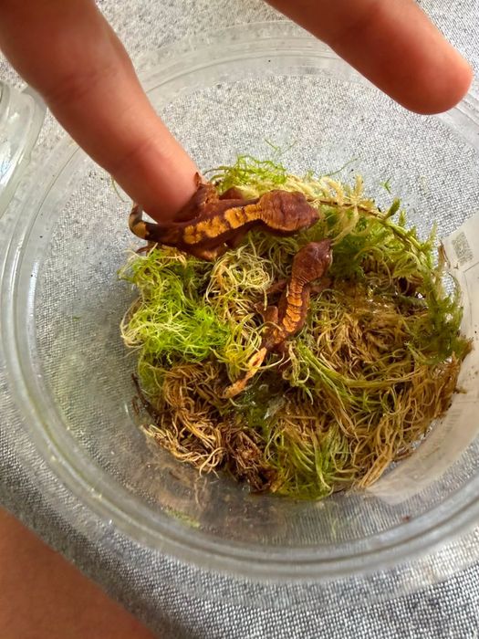 pui de crested gecko