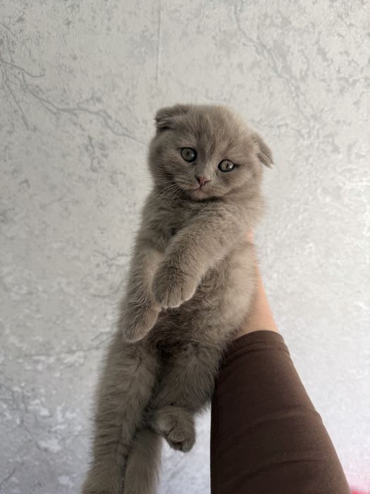 Shotlandskiy scottish fold va strayt mushuklar sotiladi