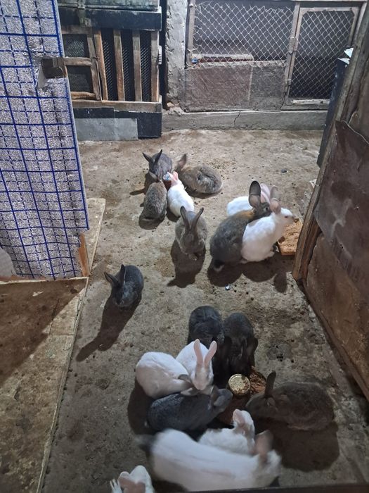 Продаются кролики