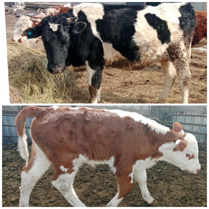 Карова и телёнок