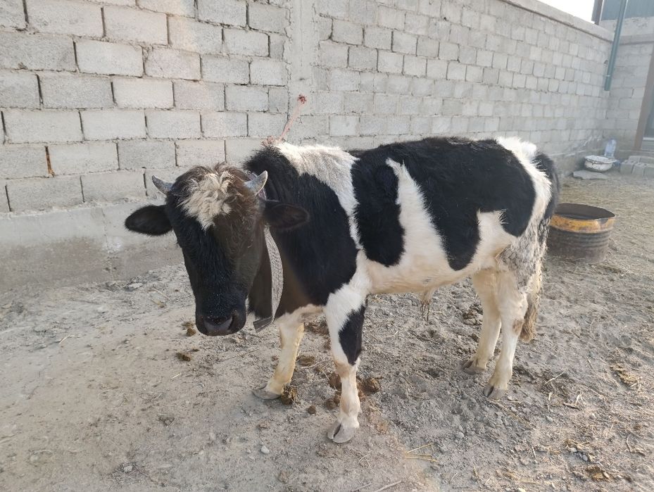 Buqa sotiladi продаётся бык