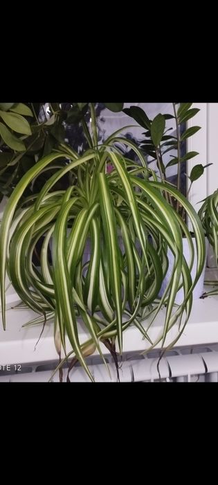 Комнатные растения цветы