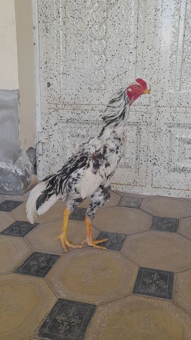 Турк чипор хуроз сотилади