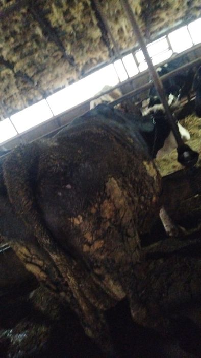 Vând vacă buna de lapte