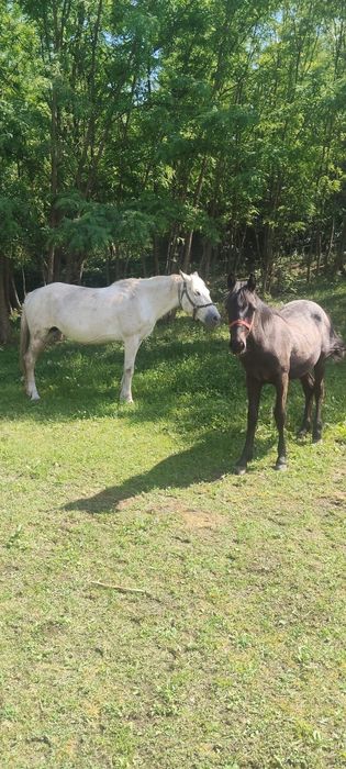 De vânzare 3 cai din ciugudu de jos comuna unirea judetul Alba