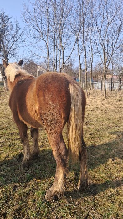 Vând mânză ciocolatie..