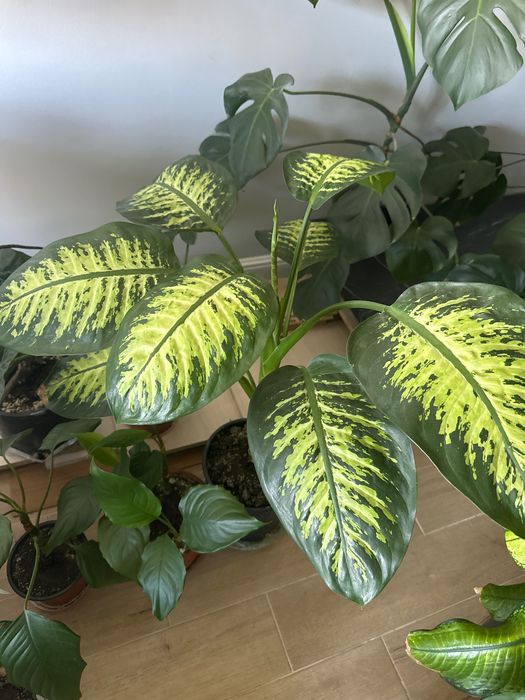 Plante apartament