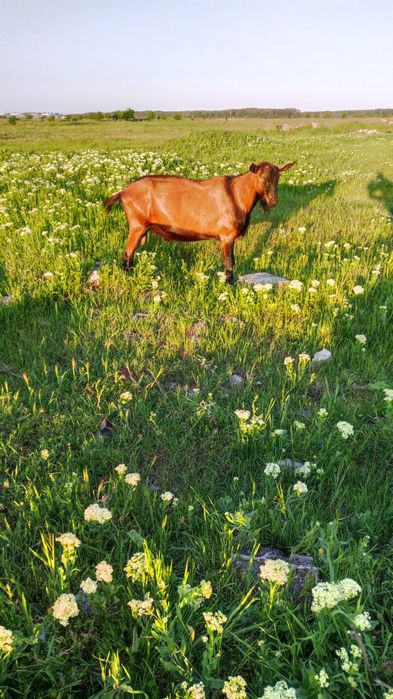 Vând țap rasa alpină franceză.