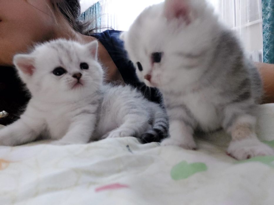 Шиншила и скотиш страйт