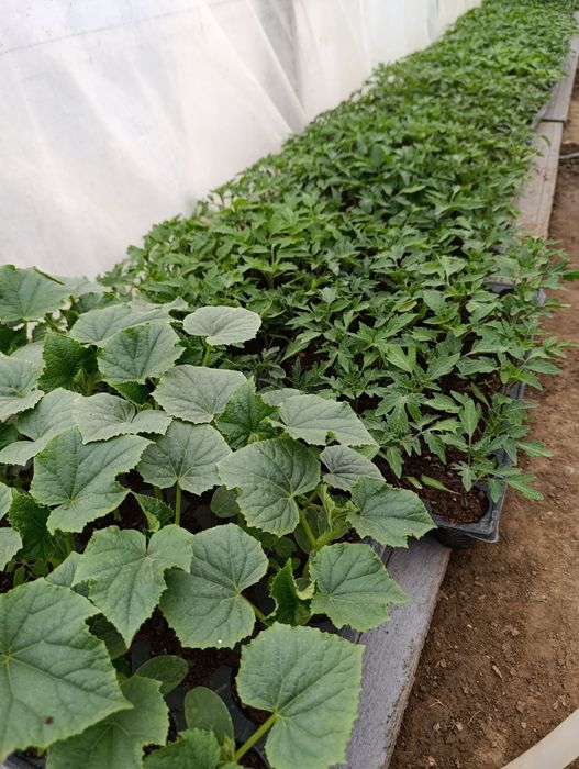 Răsaduri de roși ardei vânătă