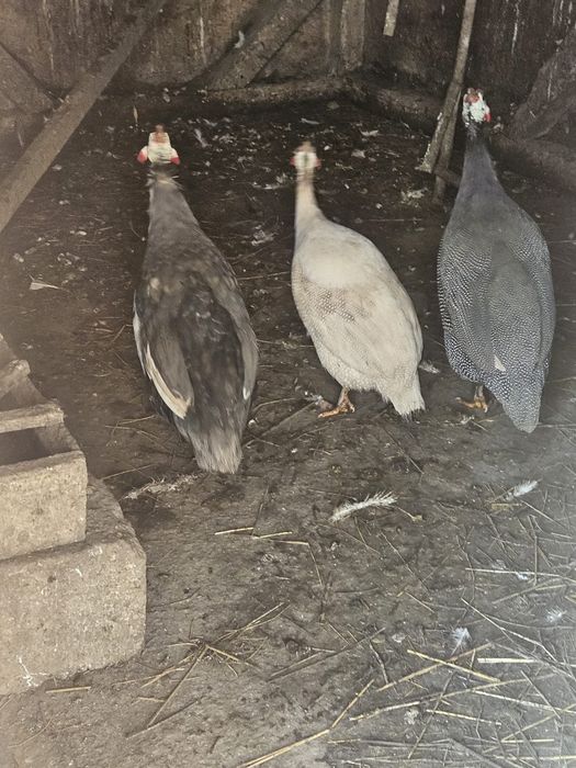 Vând sau schimb bibiloi tineri