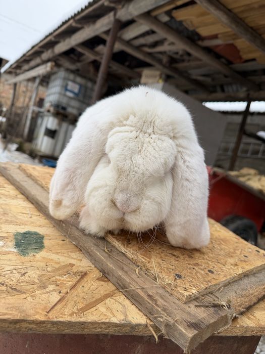 Mascul berbec german