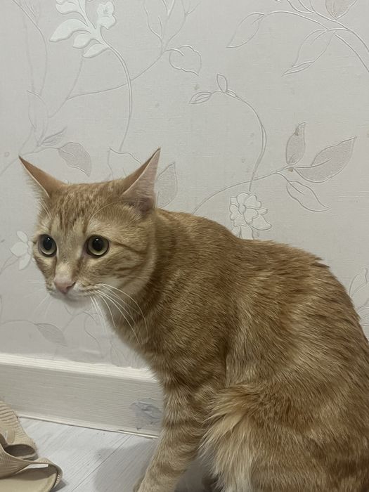 Шотландский прямоухий кот