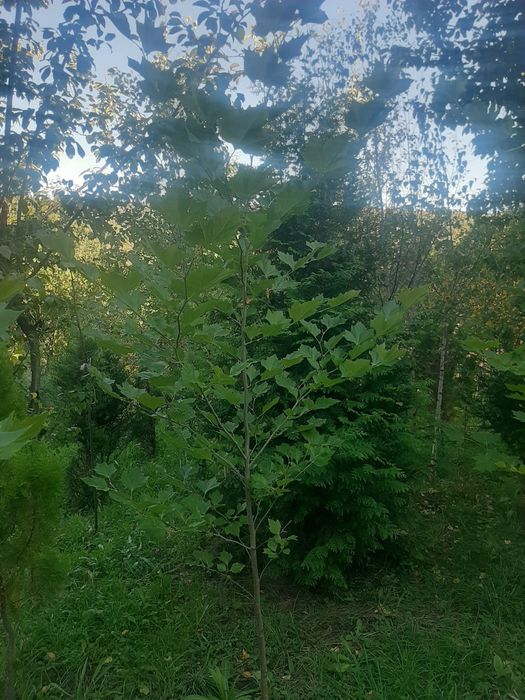 Vindem Brazi arginti si verzi tuia mesteacăn tei