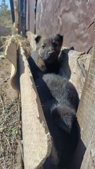 Отдам щенков в хорошие руки