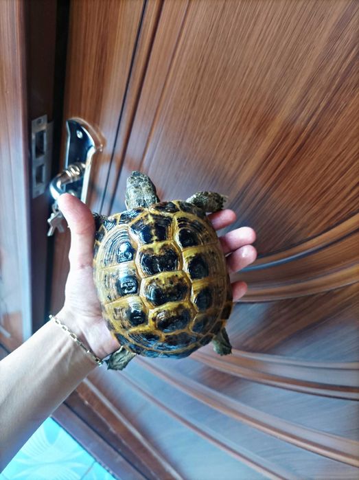 Toshbaqa sotiladi! (Продается черепашки!)