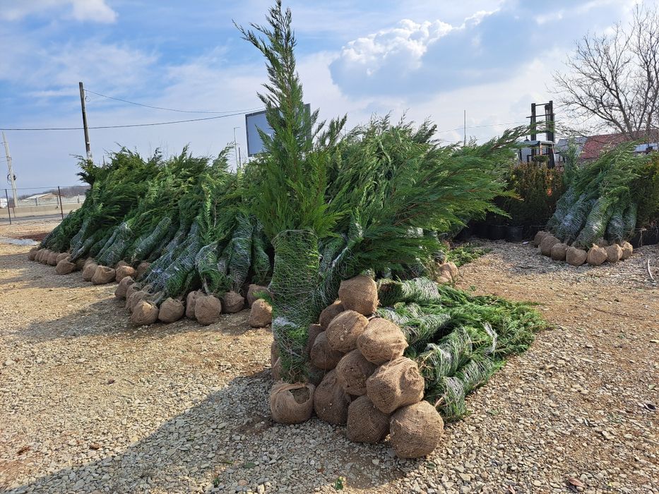 Leilandi chiparos arginti verzi spirale