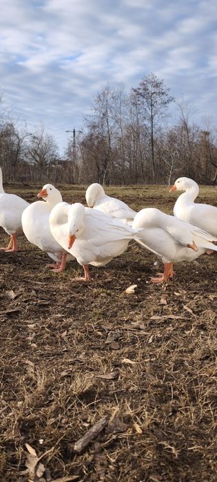 Vând gâște domestice