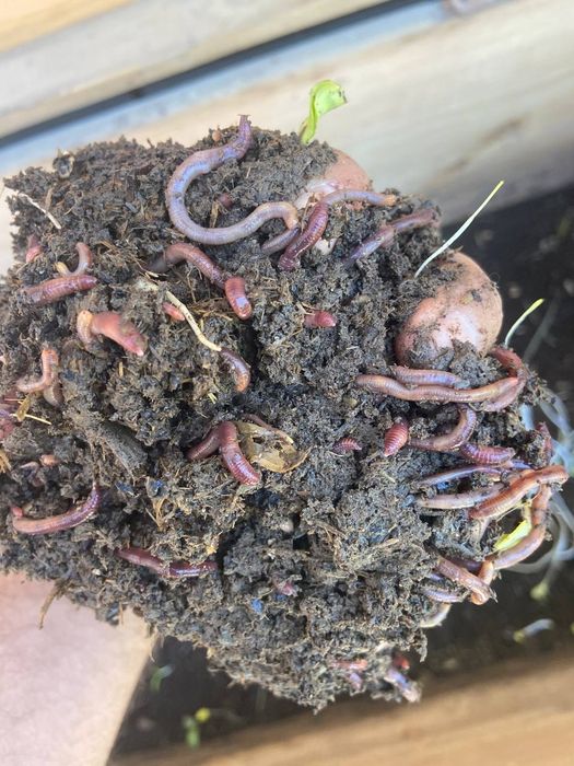 Калифорнийские черви на продажу по хорошей цене