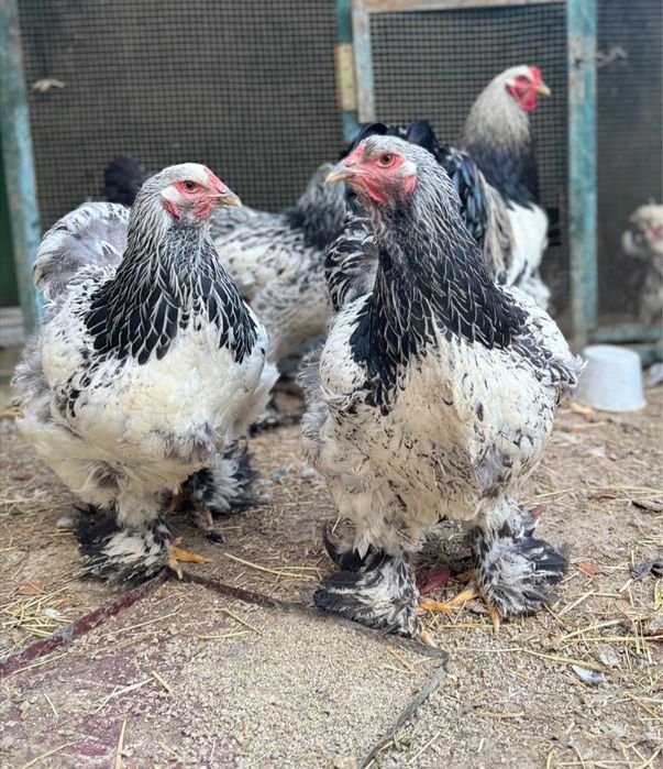 Brama to'mniy pux tuxumlari sotiladi arginal