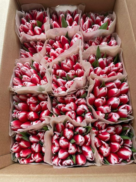 Тюльпаны оптом Алматы Астана